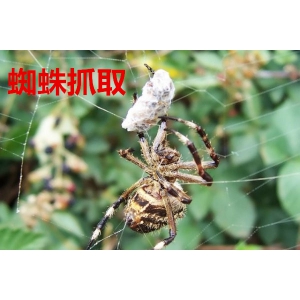 淺談企業(yè)對于營銷型網(wǎng)站建設存在的四個誤解